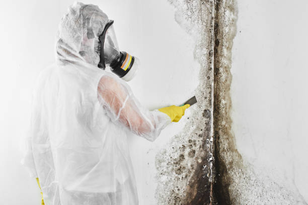 Best Mold Damage Repair  in Lone Tree, IA
