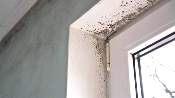 Best Toxic Mold Removal  in Lone Tree, IA