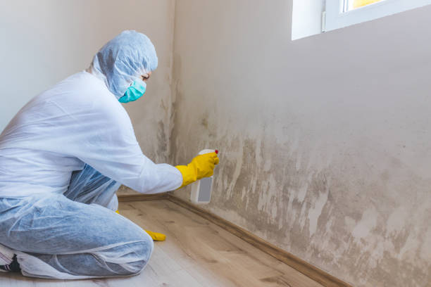 Mold Testing and Removal in Lone Tree, IA