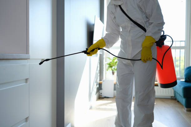 Best Local Mold Removal Service  in Lone Tree, IA