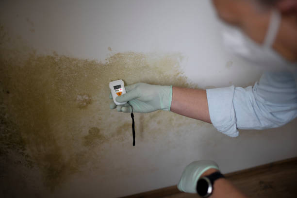 Best Residential Mold Removal  in Lone Tree, IA