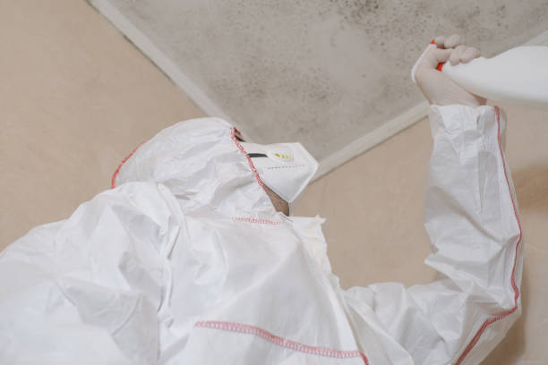 Best Commercial Mold Removal  in Lone Tree, IA