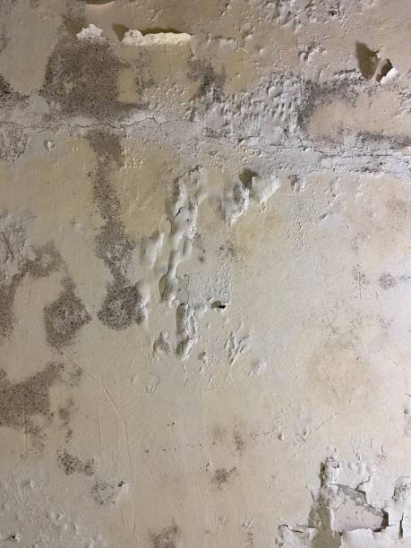 Best Black Mold Removal  in Lone Tree, IA