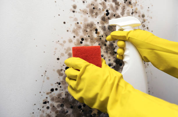 Best Black Mold Removal  in Lone Tree, IA