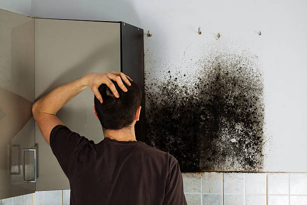 Best Mold Remediation Experts  in Lone Tree, IA