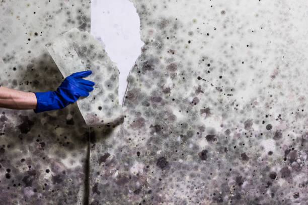 Best Commercial Mold Removal  in Lone Tree, IA