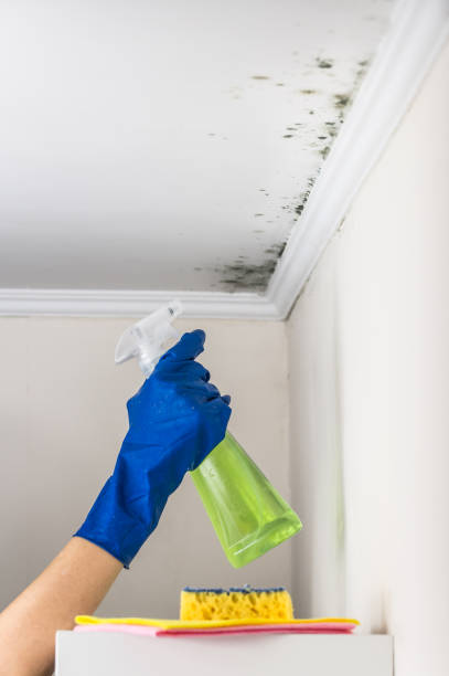 Best Mold Cleaning Services  in Lone Tree, IA