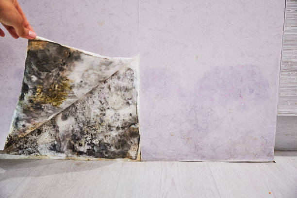 Home Mold Removal in Lone Tree, IA